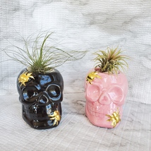 Skull with Air Plant, Ceramic Skull Planter, Black Skull, Halloween, Day of Dead image 5