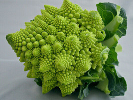 Romanesco Italia Broccoli 100 - 1000 Seeds Fractal Natalino Brocoflower ... - £1.46 GBP+