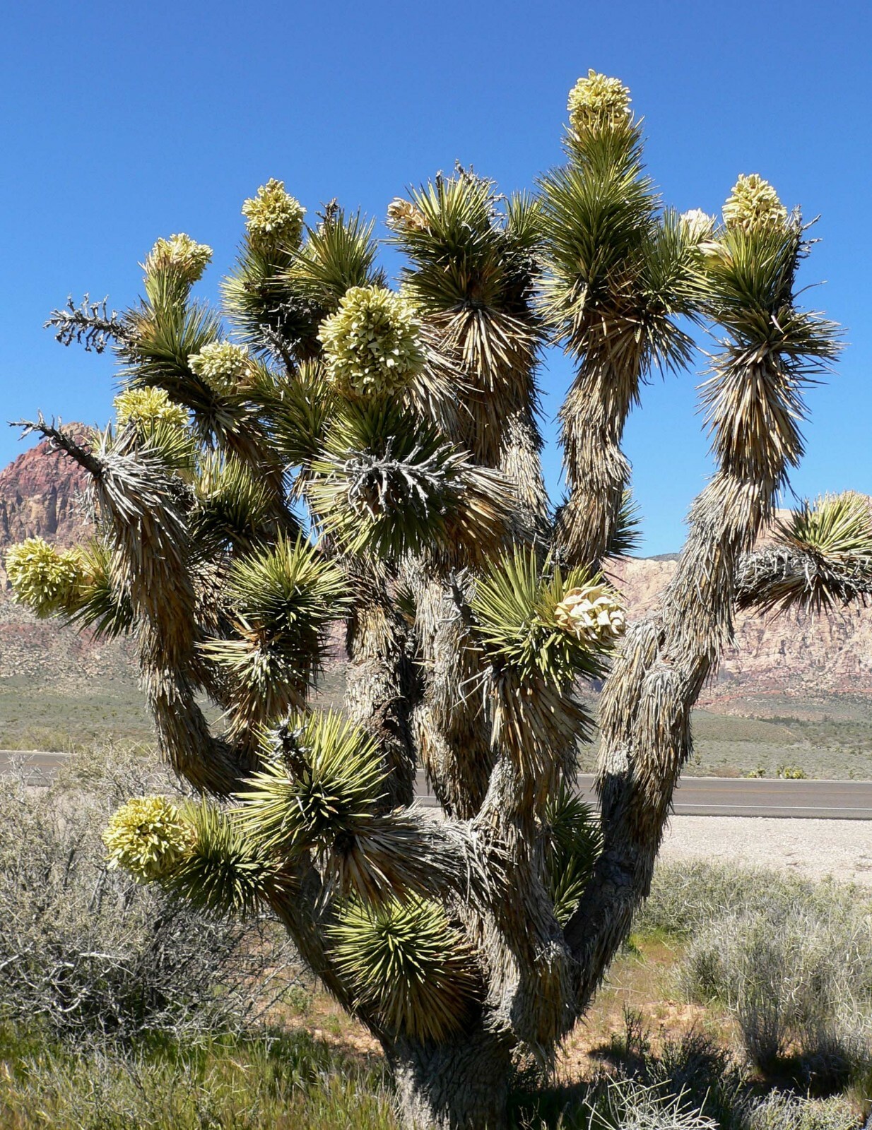 Yucca Brevifolia Jaegeriana Joshua Tree Yucca Exotic 5 Seeds Fresh Fast ... - $355.64 MXN