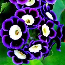 Item image 1 image 1