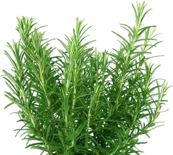 Fresh 50 Rosemary Herb Seeds For Planting Rosmarinus Officinalis Garden - £14.35 GBP