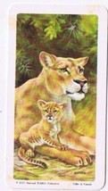 Brooke Bond Red Rose Tea Card #28 Lion Animals &amp; Their Young - $0.98