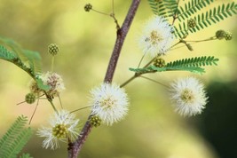 KKG 20 Feather Tree Fern Of The Desert Feather Bush Lysiloma Thornberi F... - $166.87 MXN