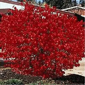 50 Seeds Burning Bush - £6.26 GBP