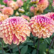 25+ Palmares Dahlia Perennial Flowers Seeds Flowering Blooming Seeds 114... - £7.62 GBP