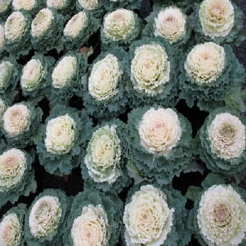 Flowering Cabbage Seeds Pigeon White Flowering Kale 50 Seeds Fresh Seeds - $26.50