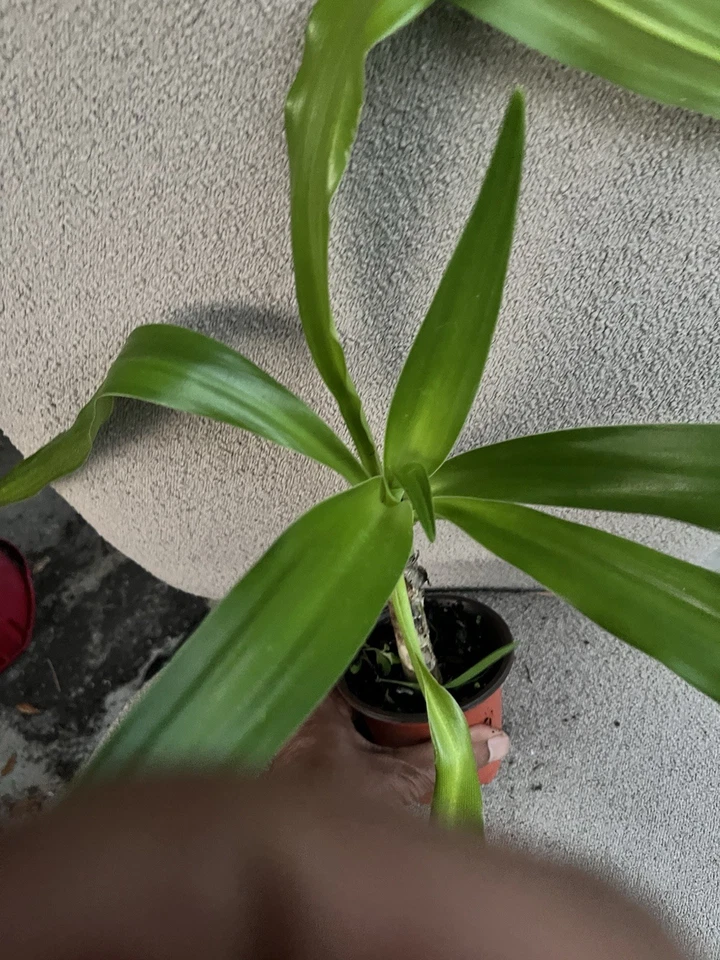 White Spider Crinum Lily Amoenum - Giant Flowering - Live Rooted Starter... - €23,07 EUR