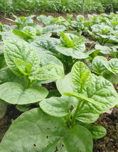 Basella alba Green Malabar spinach, 1 Bag (10 grams seeds) D - £12.77 GBP