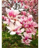 5 Flowering Chinese Magnolia Seeds Lily Flower Tree Fragrant Tulip Easy To Grow  - $12.97