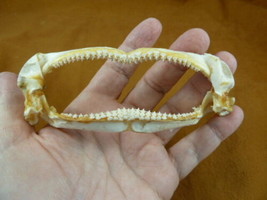 (SJ85-4) Rare 4-3/4&quot; Cuphead Skate SHARK jaw teeth Bathyraja scahyops jaws - £189.50 GBP