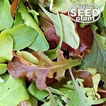 Mesclun Mix Lettuce Seeds 1000 Seeds Fresh Gardening USA Shipping - $5.78