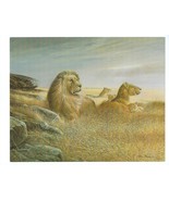 Vintage 8 x 10 Never Framed Print by the artist Ruane Manning &quot;Lion Family&quot; - £4.46 GBP