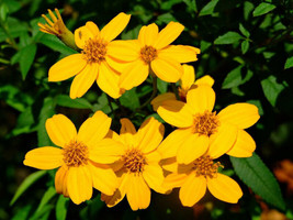 ArfanJaya 50_Seeds Tagetes lemmonii Shrub Marigold Mexican Bush Mount Lemmon - £14.63 GBP
