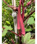 60 Seeds Okinawa Pink Okra  Japanese Open Pollinated Heirloom Early Prolific    - $14.80