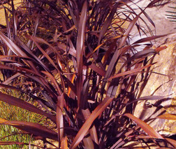 Zealand Flax Purple Phormium Tenax Purpureum 50 Bulk Seeds Garden Beautiful USA  - $55.98