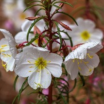 Pale Evening Primrose 300 Seeds Oenothera Pallida Culinary Herb Seeds Usa Seller - £8.47 GBP