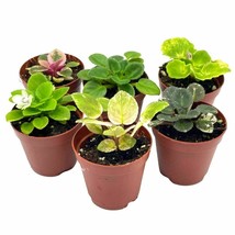 African Violet Assortment Set, 2 inch pots, 6 Different African violets ... - €47,76 EUR