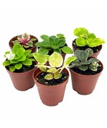 African Violet Assortment Set, 2 inch pots, 6 Different African violets ... - €47,89 EUR