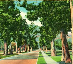 California CA Avenue Bordered With Eucalyptus Trees Vtg Linen Postcard - £3.10 GBP