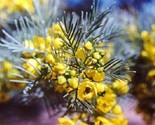 Sale 50 Seeds Yellow Feathery Cassia Green Senna Artemisioides Flower  USA - $9.90