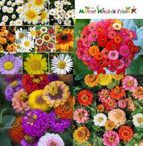 Splash Of Color Mix Daisies Zinnias Non-GMO 500 Seeds - £6.39 GBP