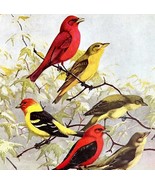 Summer Scarlet Tanagers 1955 Plate Print Birds Of America Nature Art DWEE32 - $41.60 CAD