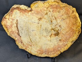 Petrified Wood Large Decorative Crystal Slice ≥9.0&quot; &amp; over 2.0 lb (Item #8) - $1,290.68 MXN