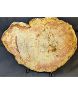 Petrified Wood Large Decorative Crystal Slice ≥9.0&quot; &amp; over 2.0 lb (Item #8) - $97.45 CAD