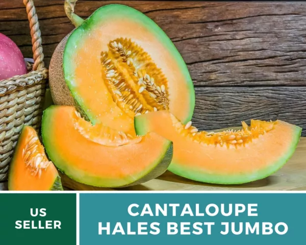 New Fresh 25 Hales Best Jumbo Cantaloupe Seeds Large Organic - £7.56 GBP