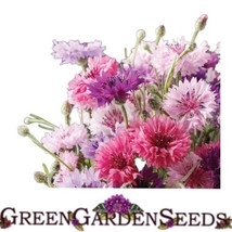 200 Seeds Bachelors Button Flower Mix Grow Gardens Swiftly With Heirloom Seeds - £6.73 GBP