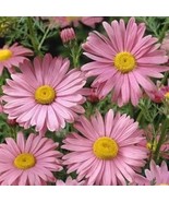 Chrysanthemum Robinsons Pink Flower 200 Seeds Free Shipping - $73.11 MXN