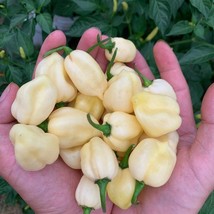 New Fresh USA Seller White Pumpkin Bhut Pepper Seeds - $9.00