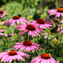 &#39;Big Sky&#39; Fire Red Echinacea Coneflower - 100 Seeds - $7.78