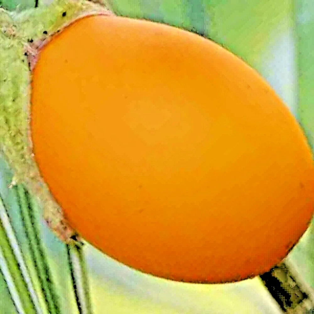 Golden Eggplant 50 Seeds Rare Houseplant Indoor Heirloom Garden Fruit No... - $80.42 MXN