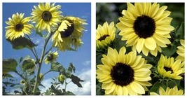 200 Seeds Sunflower- Moonshine Seeds Fresh Seeds - £17.57 GBP
