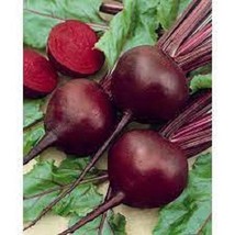 Detroit Red Beets - Organic, Heirloom Seeds - Most Popular Beet Variety ... - $8.98