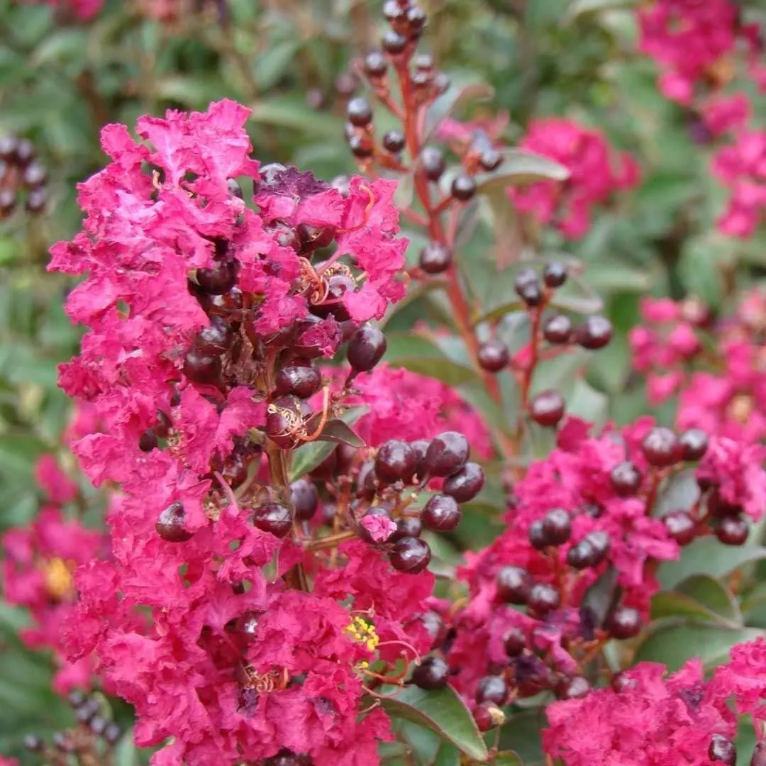Crape Myrtle Double Feature Extra Large 3 Gallon Plant Red Flowering Dual - £78.42 GBP
