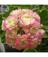 Geranium Apple Bloom Rosebud 24 Types For Your Choose Flower Seeds 10 Se... - $10.78
