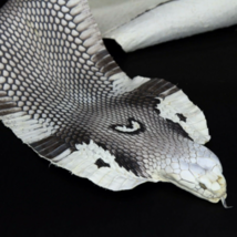 Asia Spitting Cobra w/ head Snake Skin Snakeskin Taxidermy Hide Leather - £12.00 GBP+