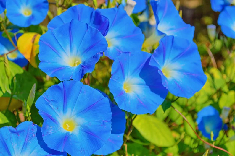 40 Organic Seeds  Morning Glory Flowers Heavenly Blue - $5.50