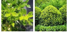 12" Tall Seedling – Needlepoint Holly Shrub/Bush/Hedge – Live Plant - 3" Pot - $76.99