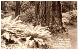 Zf-254 Giant Ferns and Redwoods Muir Woods Monument California RPPC Postcard - £11.06 GBP