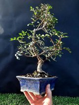 Pistacia lentiscus Bonsai - 20 year old For professionals - $159.20
