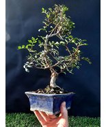 Pistacia lentiscus Bonsai - 20 year old For professionals - £125.39 GBP