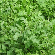 Arugula Rocket Seeds Greens Fast-Growing Cool Season Salad Greens Nutty Flavor N - £10.11 GBP