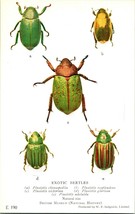 Vtg Cartolina 1924-6 British Museo Naturale Storia Esotico Beetles Unp E... - £8.39 GBP