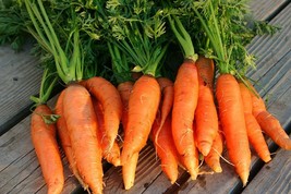 Danvers 126 Half Long Carrot Seeds Fresh Fast Shipping - $3.98