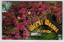 Postcard Weeki Wachee Springs Florida Bougainvillea Flowers Mermaids Chrome - £7.84 GBP