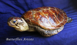 Large Loggerhead Sea Turtle Caretta Taxidermy Museum Quality Scientific Zoology  - £1,013.42 GBP