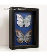 Pearl Blue Wanderer Pareronia Tritaea Pair Real Butterflies Framed Shado... - €84,84 EUR Pearl Blue Wanderer Pareronia Tritaea Pair Real Butterflies Framed Shado... - €84,84 EUR